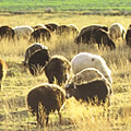 ペルシャ絨毯.com羊写真